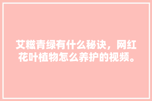 艾糍青绿有什么秘诀，网红花叶植物怎么养护的视频。