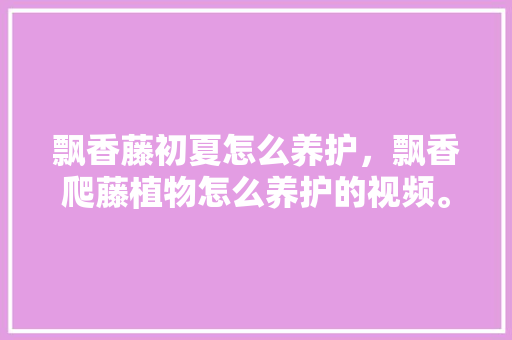 飘香藤初夏怎么养护，飘香爬藤植物怎么养护的视频。