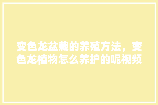 变色龙盆栽的养殖方法，变色龙植物怎么养护的呢视频。