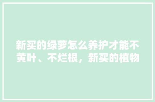 新买的绿萝怎么养护才能不黄叶、不烂根，新买的植物怎么样养护好。