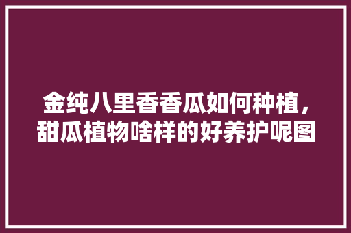 金纯八里香香瓜如何种植，甜瓜植物啥样的好养护呢图片。