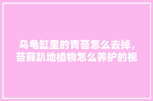 乌龟缸里的青苔怎么去掉，苔藓趴地植物怎么养护的视频。