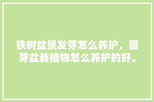 铁树盆景发芽怎么养护，冒芽盆栽植物怎么养护的好。