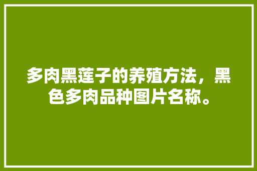多肉黑莲子的养殖方法，黑色多肉品种图片名称。
