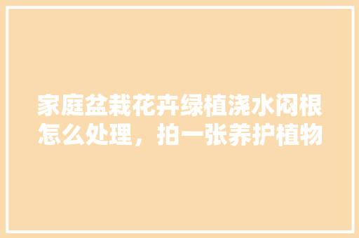 家庭盆栽花卉绿植浇水闷根怎么处理，拍一张养护植物的照片多少钱。  第1张 家庭盆栽花卉绿植浇水闷根怎么处理，拍一张养护植物的照片多少钱。 施肥方法