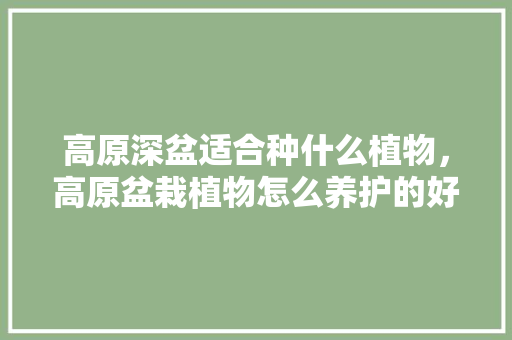 高原深盆适合种什么植物，高原盆栽植物怎么养护的好。
