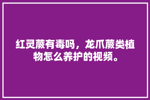 红灵蕨有毒吗，龙爪蕨类植物怎么养护的视频。