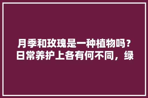 月季和玫瑰是一种植物吗？日常养护上各有何不同，绿植的植物怎么养护和管理呢。  第1张 月季和玫瑰是一种植物吗？日常养护上各有何不同，绿植的植物怎么养护和管理呢。 灌溉技术