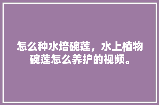 怎么种水培碗莲，水上植物碗莲怎么养护的视频。