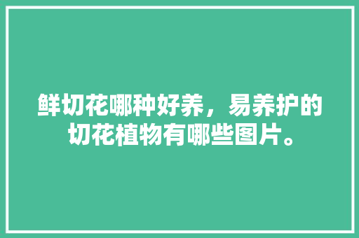 鲜切花哪种好养，易养护的切花植物有哪些图片。