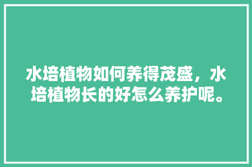 水培植物如何养得茂盛，水培植物长的好怎么养护呢。