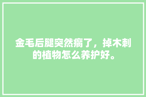 金毛后腿突然瘸了，掉木刺的植物怎么养护好。