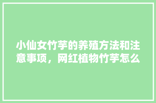 小仙女竹芋的养殖方法和注意事项，网红植物竹芋怎么养护的视频。
