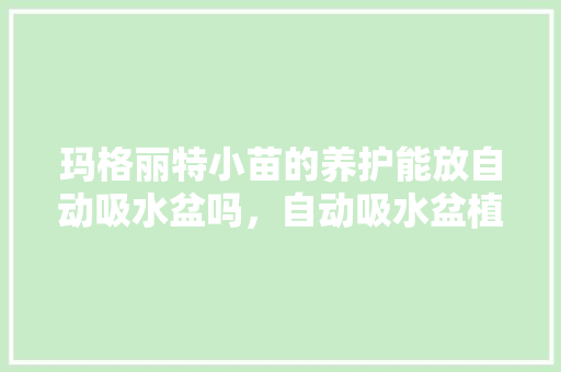 玛格丽特小苗的养护能放自动吸水盆吗，自动吸水盆植物的养护方法。