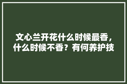 文心兰开花什么时候最香，什么时候不香？有何养护技巧，有香气的植物怎么养护好呢。