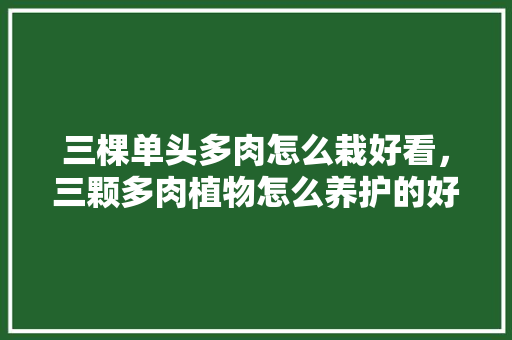 三棵单头多肉怎么栽好看，三颗多肉植物怎么养护的好。