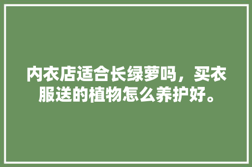 内衣店适合长绿萝吗，买衣服送的植物怎么养护好。