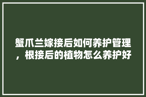 蟹爪兰嫁接后如何养护管理，根接后的植物怎么养护好。