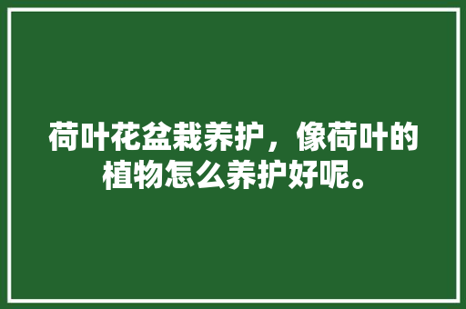 荷叶花盆栽养护，像荷叶的植物怎么养护好呢。