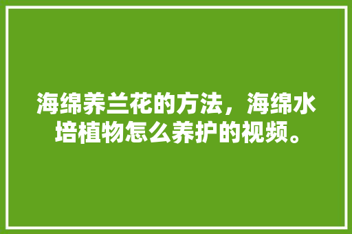 海绵养兰花的方法，海绵水培植物怎么养护的视频。