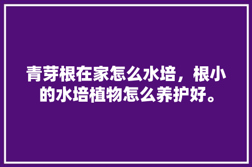 青芽根在家怎么水培，根小的水培植物怎么养护好。