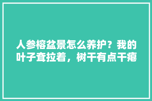 人参榕盆景怎么养护？我的叶子耷拉着，树干有点干瘪是什么原因，榕心叶植物的养护方法视频。