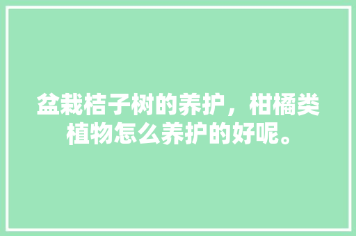 盆栽桔子树的养护，柑橘类植物怎么养护的好呢。