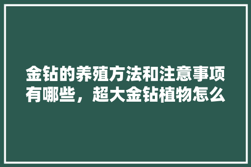 金钻的养殖方法和注意事项有哪些，超大金钻植物怎么养护的视频。