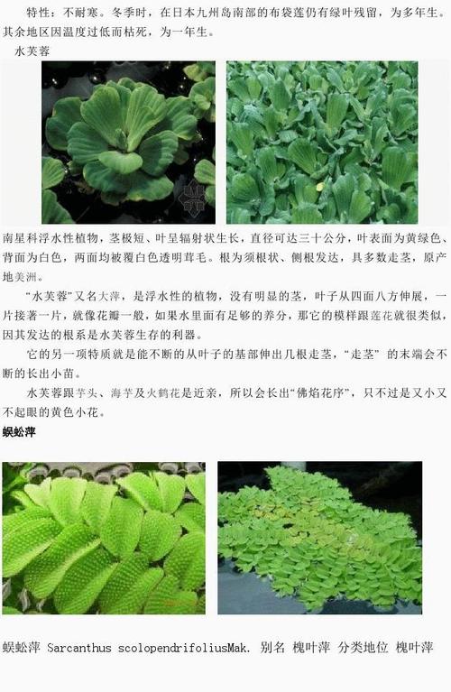 浅水种植有哪些品种,40种常见的植物养护法有哪些。 土壤选择 浅水种植有哪些品种,40种常见的植物养护法有哪些。 第2张 浅水种植有哪些品种,40种常见的植物养护法有哪些。 土壤选择
