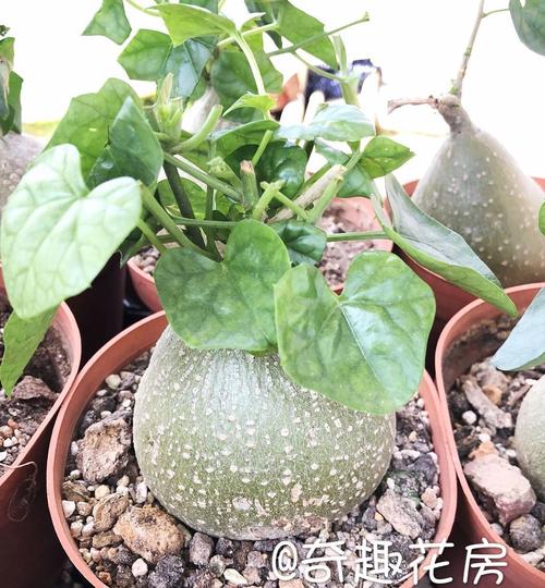 断崖女王怎么养,多肉植物断崖王子。 施肥方法 断崖女王怎么养,多肉植物断崖王子。 第2张 断崖女王怎么养,多肉植物断崖王子。 施肥方法