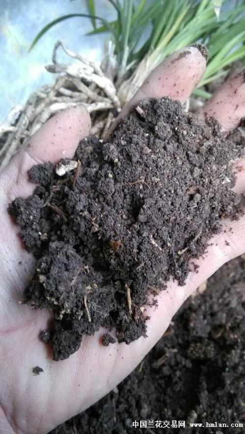 “黑大帅”是怎么诞生的,泥巴蛋子植物怎么养护的视频。 施肥方法 “黑大帅”是怎么诞生的,泥巴蛋子植物怎么养护的视频。 第2张 “黑大帅”是怎么诞生的,泥巴蛋子植物怎么养护的视频。 施肥方法