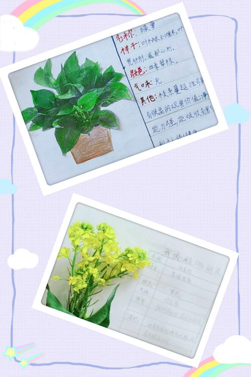 绿萝记录卡怎么做,植物的养护卡怎么做的视频。 园艺知识 绿萝记录卡怎么做,植物的养护卡怎么做的视频。 第2张 绿萝记录卡怎么做,植物的养护卡怎么做的视频。 园艺知识