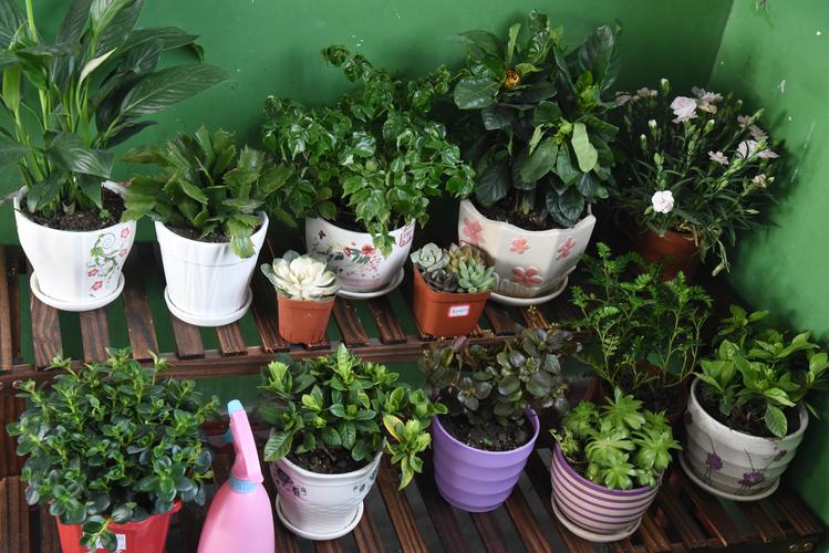 班级适合养什么植物,班级养护绿色植物的意义是什么。 养护技巧 班级适合养什么植物,班级养护绿色植物的意义是什么。 第2张 班级适合养什么植物,班级养护绿色植物的意义是什么。 养护技巧
