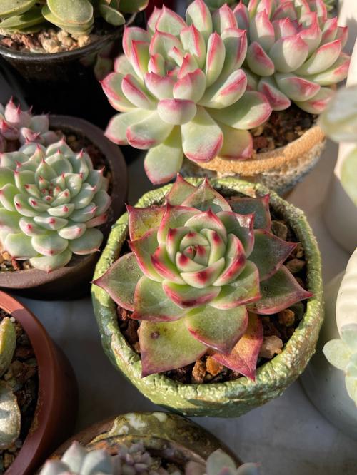冬天阳光房保持在五度，多肉植物是否会停止生长？怎么养护，低于五度的植物养护方法。  第2张 冬天阳光房保持在五度，多肉植物是否会停止生长？怎么养护，低于五度的植物养护方法。 爬藤植物