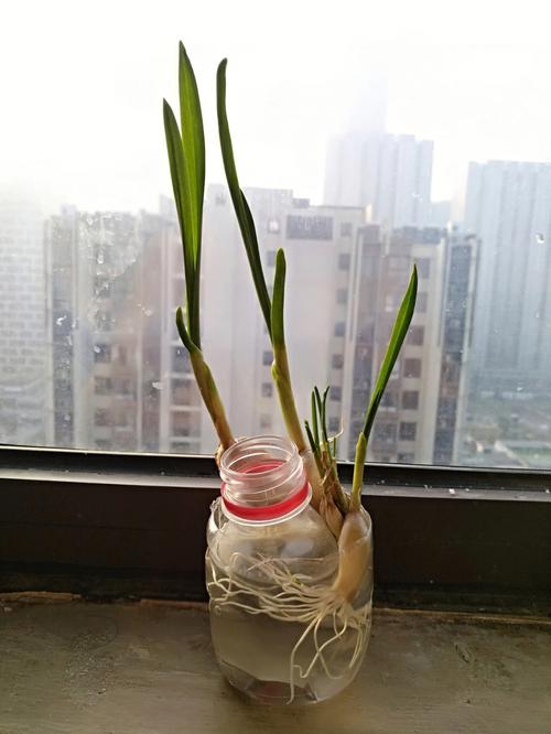 鱼缸养大蒜的正确方法,蒜的植物养护方法有哪些呢。 修剪技巧 鱼缸养大蒜的正确方法,蒜的植物养护方法有哪些呢。 第2张 鱼缸养大蒜的正确方法,蒜的植物养护方法有哪些呢。 修剪技巧