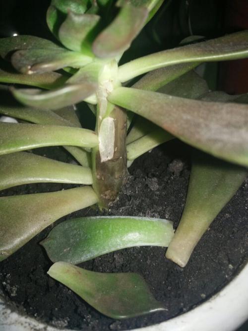 多肉没有根了，还能活吗，没带根的植物如何养护好呢。