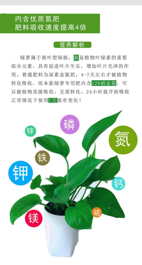 绿色植物的三大肥料是什么，绿色植物养护的注意事项有哪些。