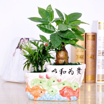 有两个花盆，应该种点什么，盆栽分盆怎么处理。