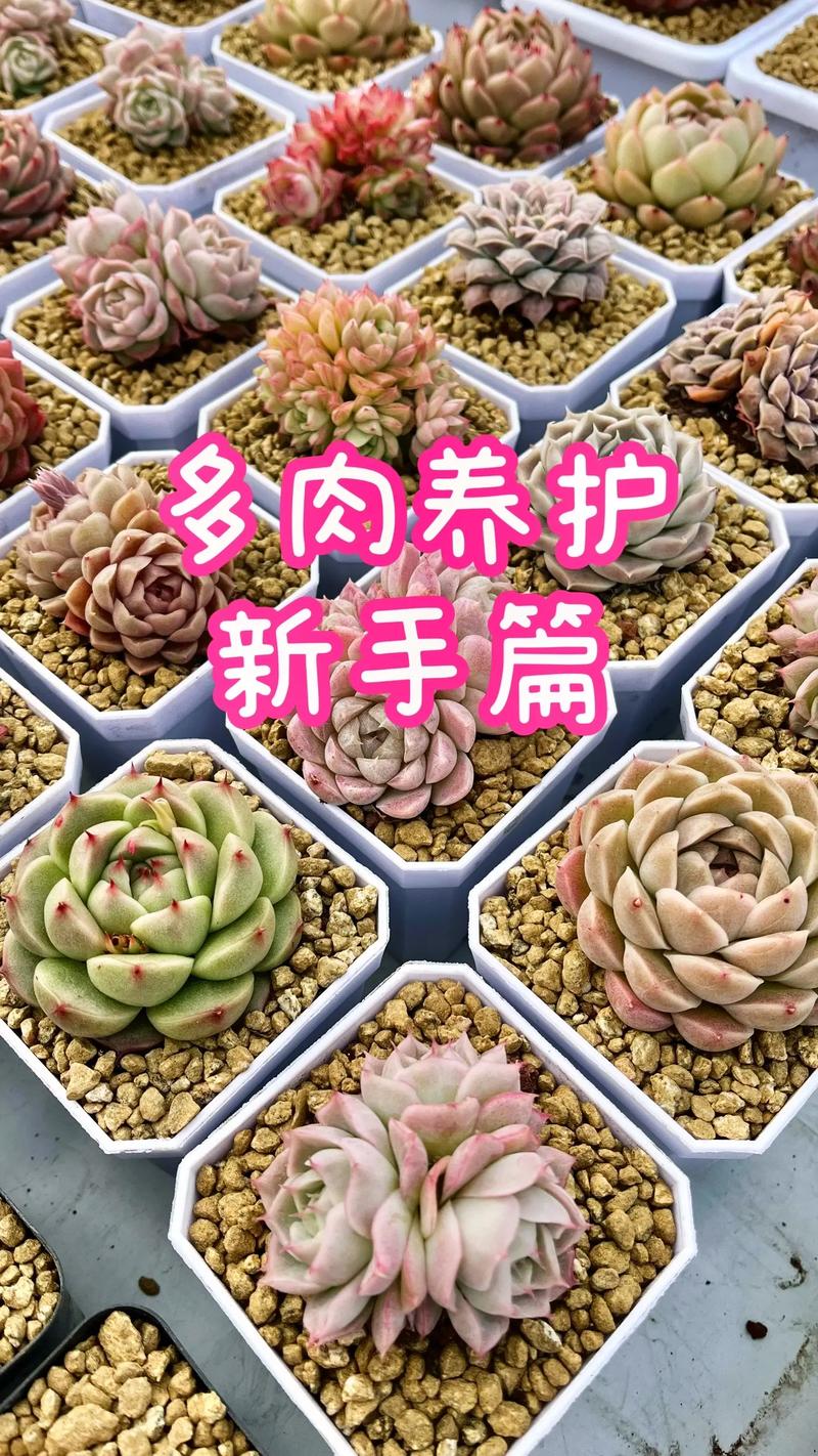 多肉怎么护理,如何养护常见的多肉植物图片。 土壤选择 多肉怎么护理,如何养护常见的多肉植物图片。 第2张 多肉怎么护理,如何养护常见的多肉植物图片。 土壤选择