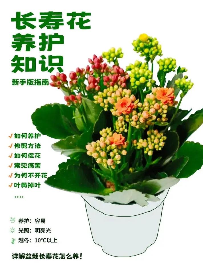 怎么养植物又绿又茂盛,植物养护的重要性。 爬藤植物 怎么养植物又绿又茂盛,植物养护的重要性。 第2张 怎么养植物又绿又茂盛,植物养护的重要性。 爬藤植物