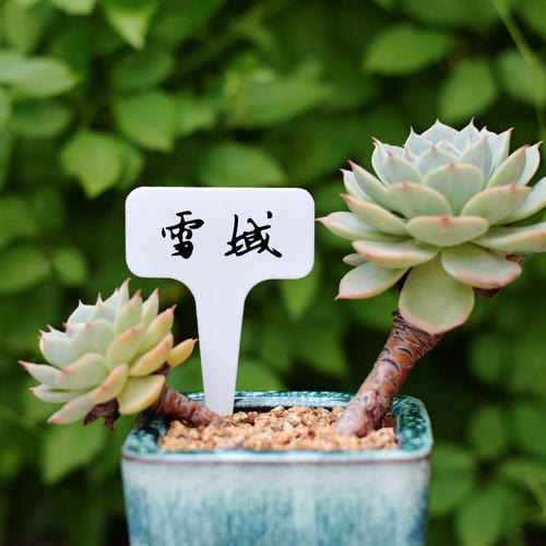 多肉小白药哪个牌子的好，多肉的植物养护牌图片大全。