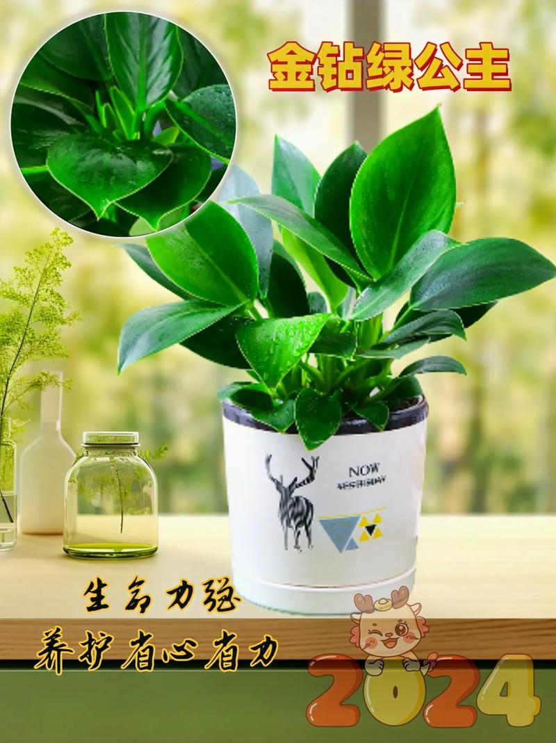 最耐阴的名贵室内植物花卉，适合室内养护的绿色植物有哪些。