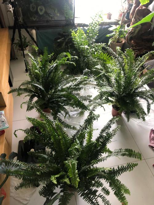适合北方种植的蕨类植物，耐寒蕨类植物的养护方法有哪些。