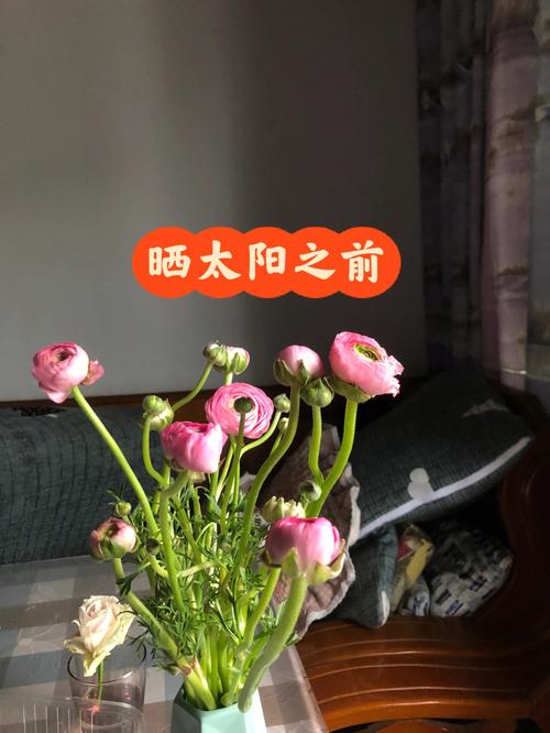 花土暴晒的好处是什么，被暴晒的植物怎么养护呢视频。