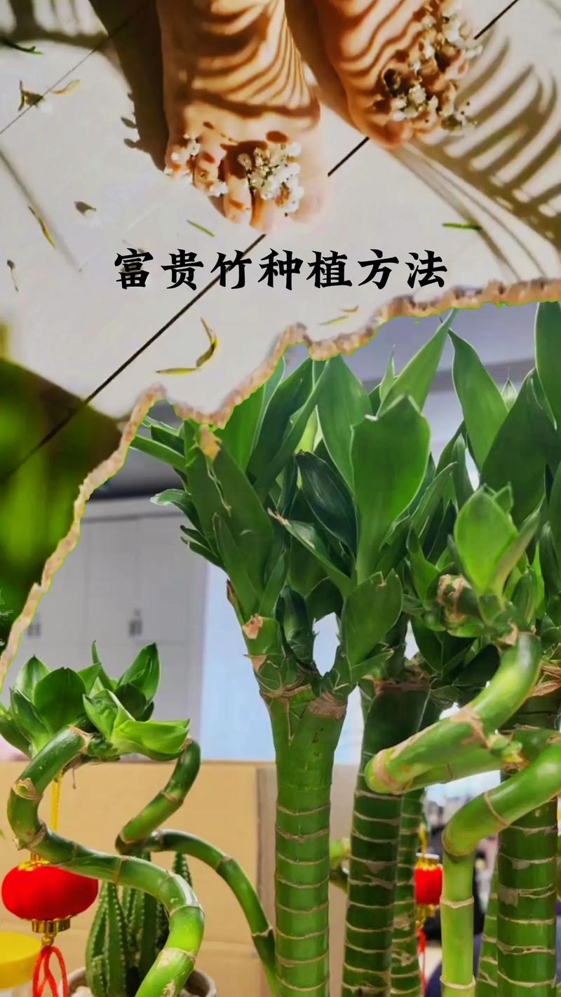 富贵竹保养方法，富贵竹植物咋养护的好呢视频。