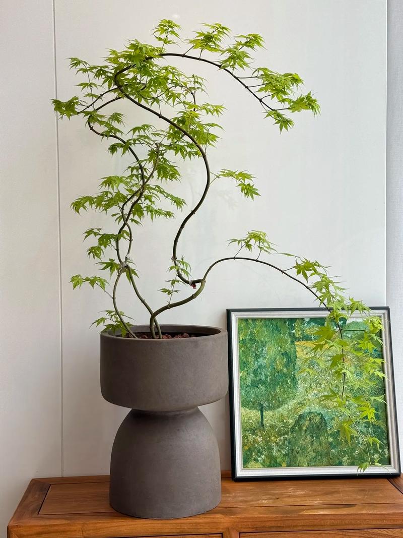 流泉黄金枫的养殖方法，植物流泉枫怎么养护的。