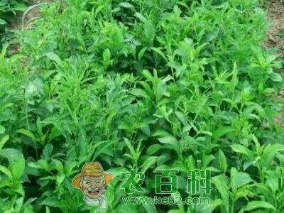 白术种子怎么种，铁叶扫帚植物怎么养护的视频。