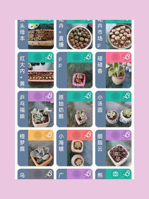 多肉植物露养是什么意思，什么是露养植物的养护期限。  第2张 多肉植物露养是什么意思，什么是露养植物的养护期限。 施肥方法