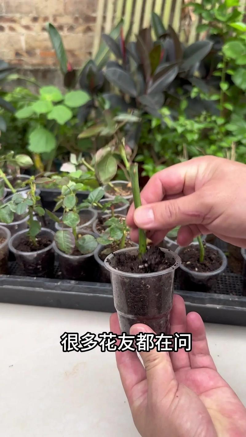 怎么扦插植物成活率高，怎样养护植物的成活率高呢。
