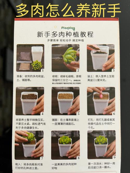 多肉植物养殖方法，小多肉植物的养护与管理方法。  第2张 多肉植物养殖方法，小多肉植物的养护与管理方法。 爬藤植物